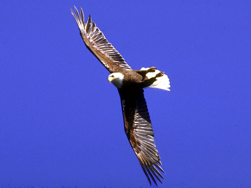 173001-Bald Eagle in flight.jpg