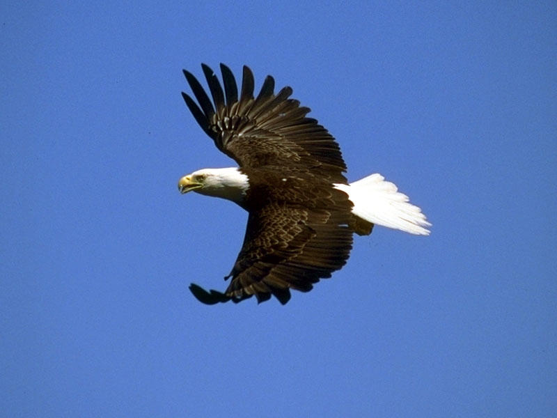 173002-Bald Eagle in flight.jpg