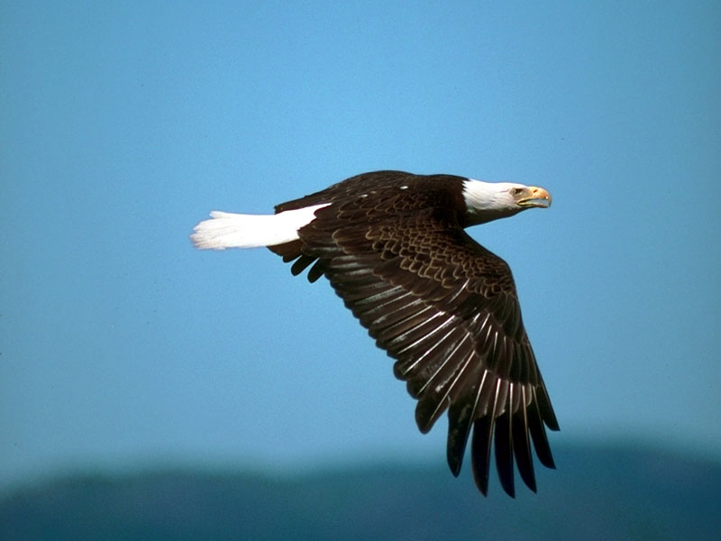 173003-Bald Eagle in flight.jpg