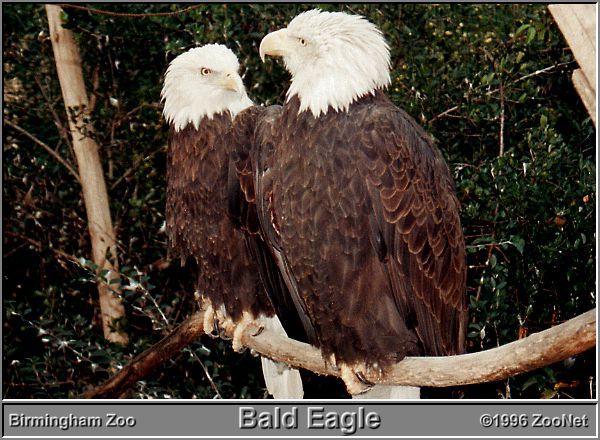 2 Bald Eagles-Birmingham Zoo.jpg