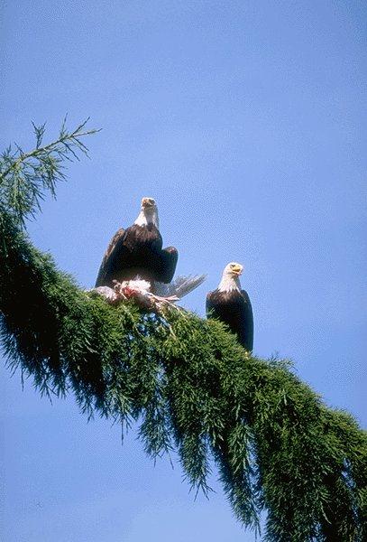 2 Bald Eagles-On Tree With Prey Duck.jpg