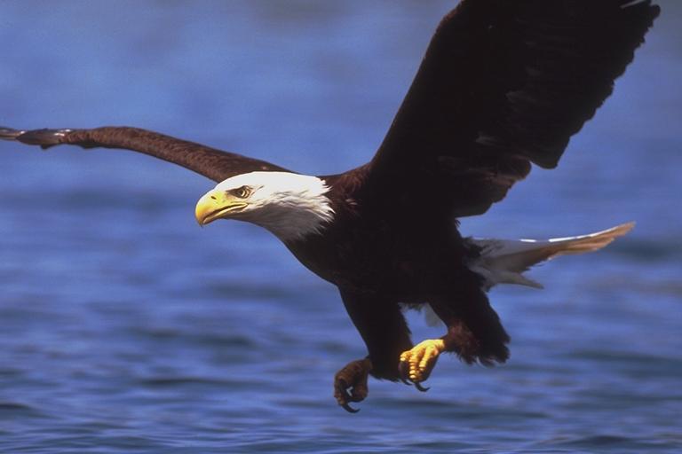 400006-Bald Eagle-closeup in flight.jpg