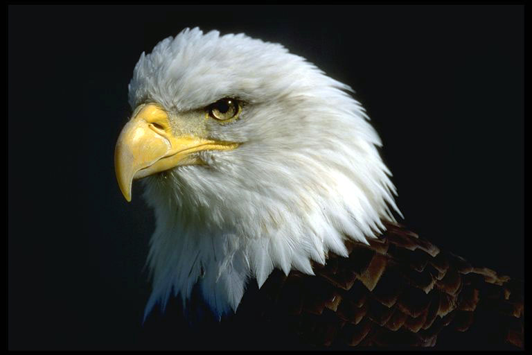 479061-Bald Eagle-portrait face closeup.jpg