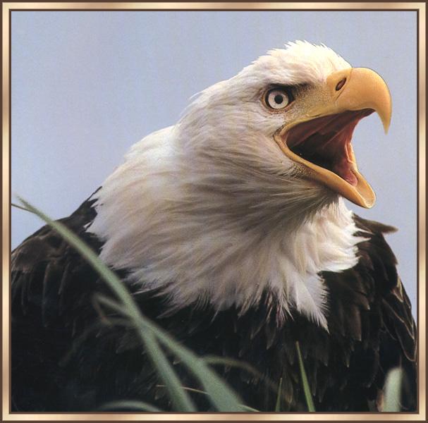 American Bald Eagle 00-Howling Face Closeup.jpg