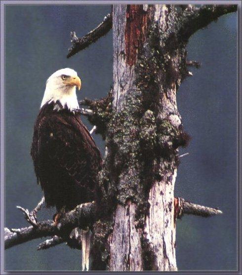American Bald Eagle 01-On Branch.jpg