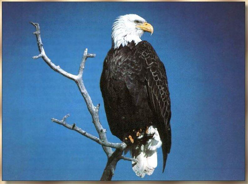 American Bald Eagle 02-On Branch-Looks Back.jpg