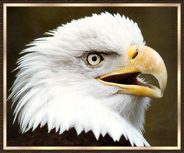 American Bald Eagle 03-Face Closeup.jpg