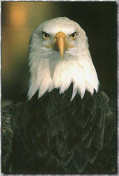 American Bald Eagle 04-Portrait-Head Closeup.jpg