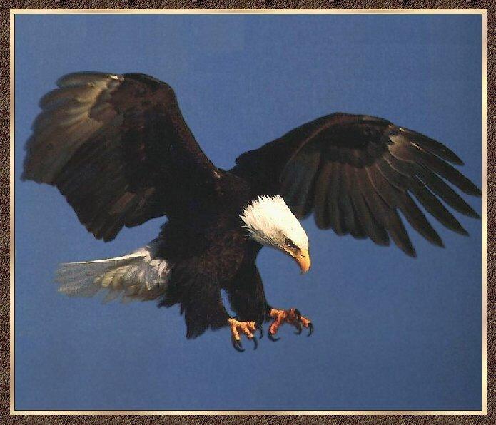American Bald Eagle 05.jpg