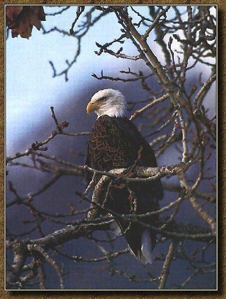 American Bald Eagle 06.jpg