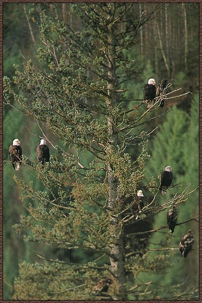 American Bald Eagle 08-Flock-On Tree.jpg