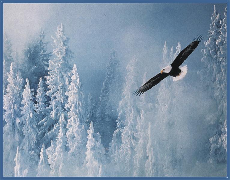 American Bald Eagle 10-in Flight-Above Snow Forest.jpg