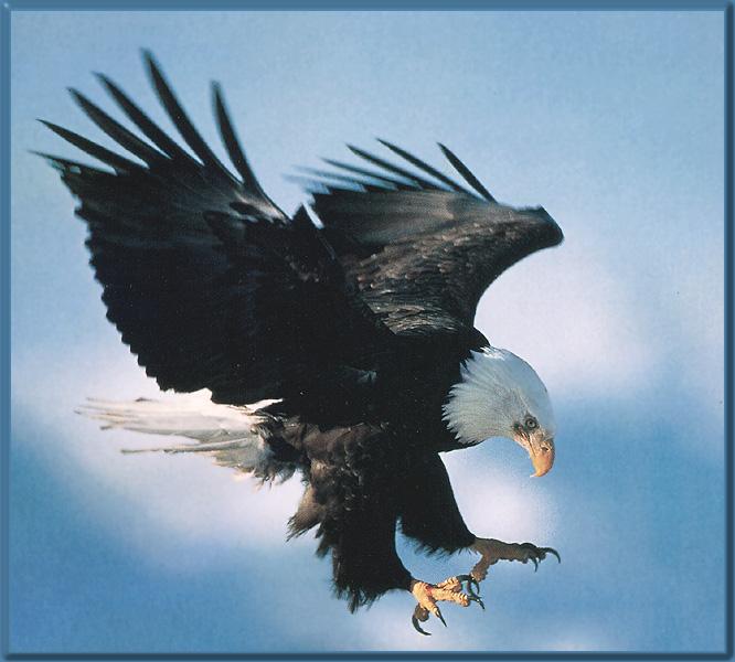 American Bald Eagle 11-Hunting.jpg