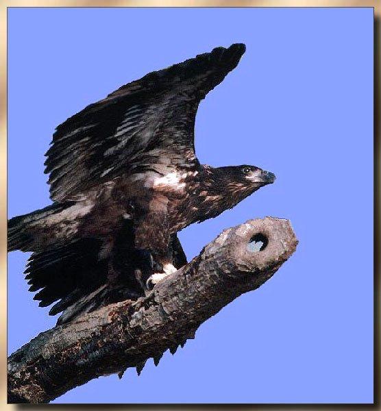 American Bald Eagle Immature 01-On Log.jpg