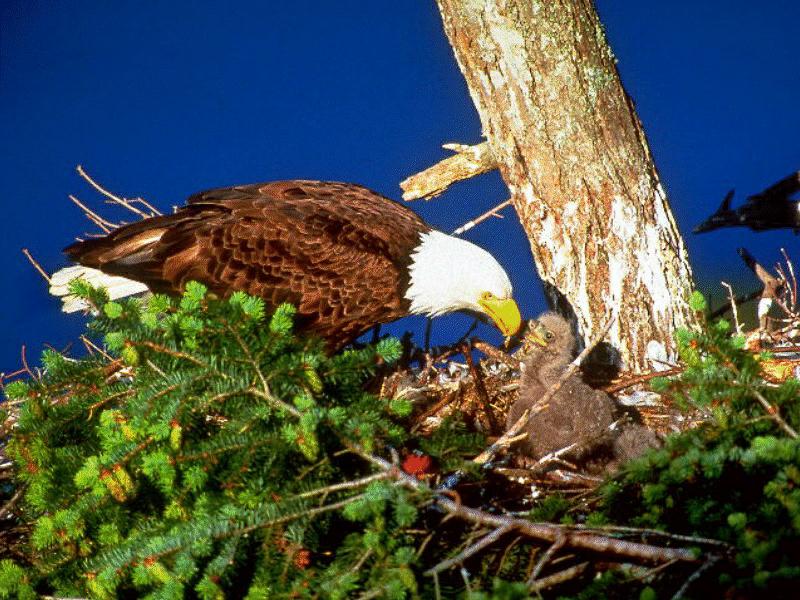 BABY13-Bald Eagle-nursing chicks on nest.jpg