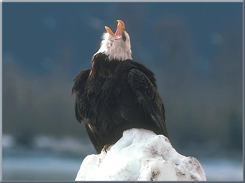 Bald Eagle 36.jpg