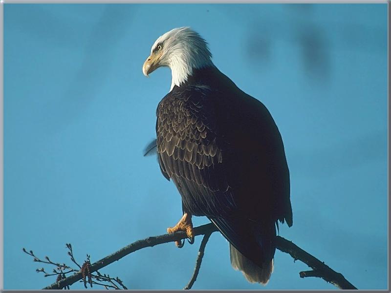 Bald Eagle 42.jpg