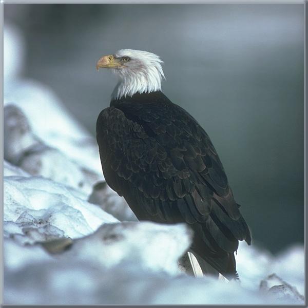 Bald Eagle 44.jpg
