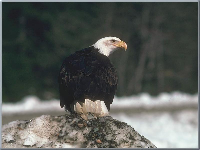 Bald Eagle 46.jpg