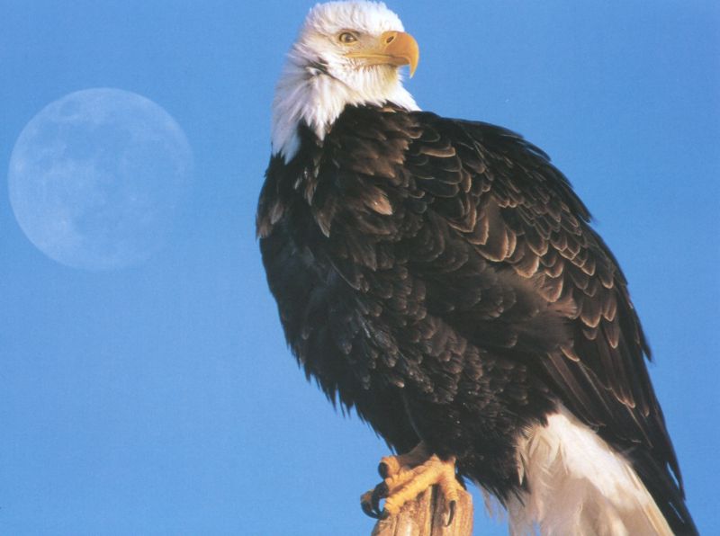 Bald Eagle-by Joel Williams.jpg