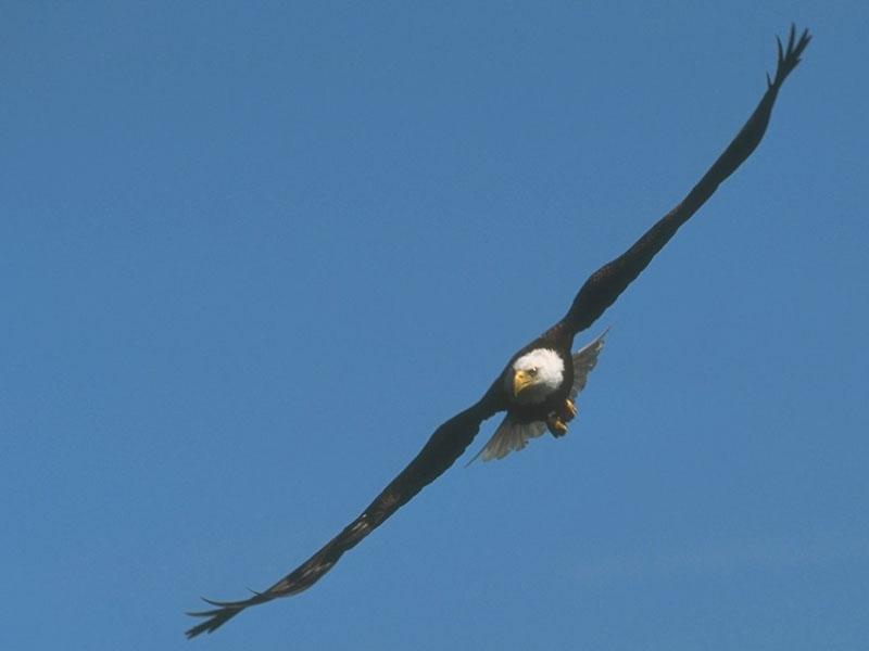 Bald Eagle 003-In Full Flight.jpg