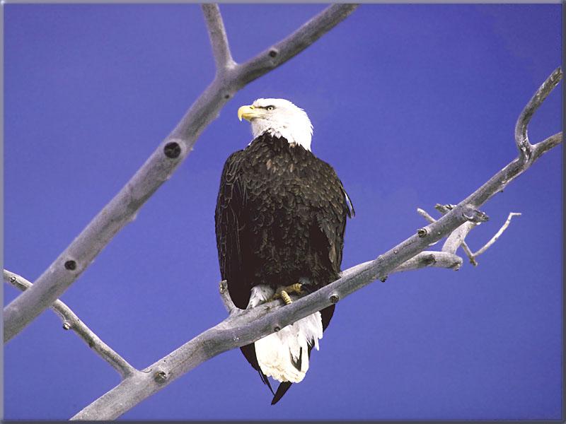 Bald Eagle 009-Perching on tree limb-Cleared Version.jpg