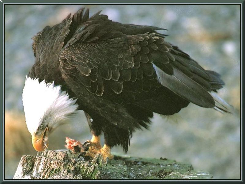 Bald Eagle 027-Eating prey on rock.jpg