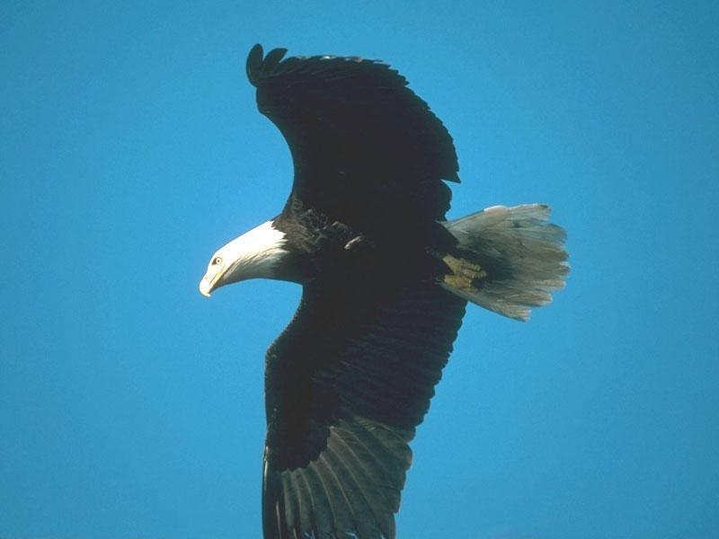 Bald Eagle 073-In Full Flight.jpg