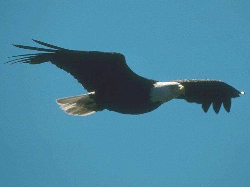 Bald Eagle 074-In Full Flight-Soaring.jpg