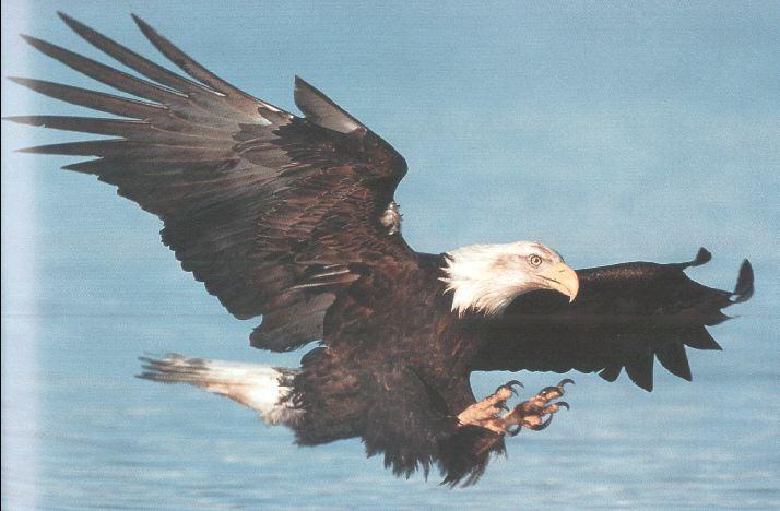 Bald Eagle 08-In Flight-Hunting-Claws.jpg