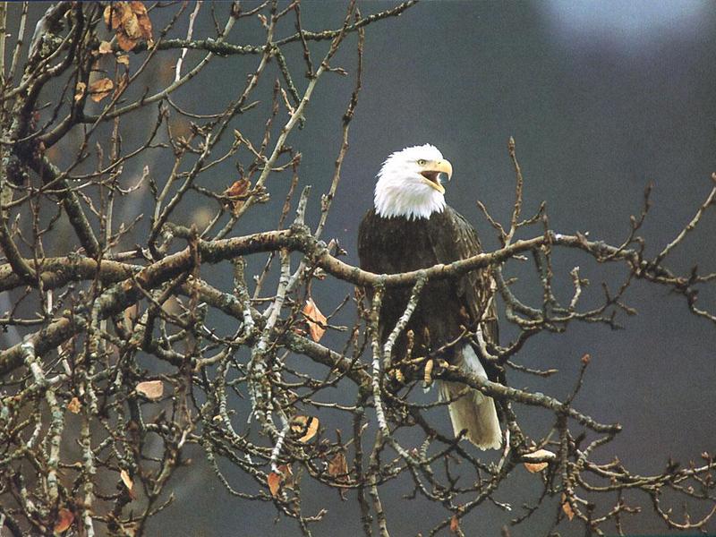 Bald Eagle 110-Calls on tree.jpg