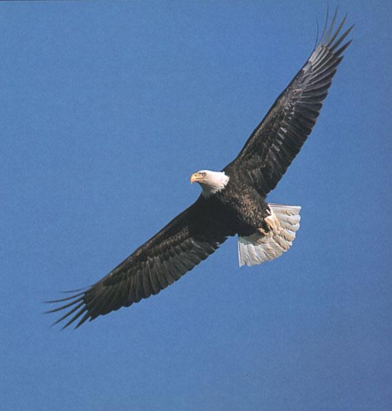 Bald Eagle 112-In full flight.jpg