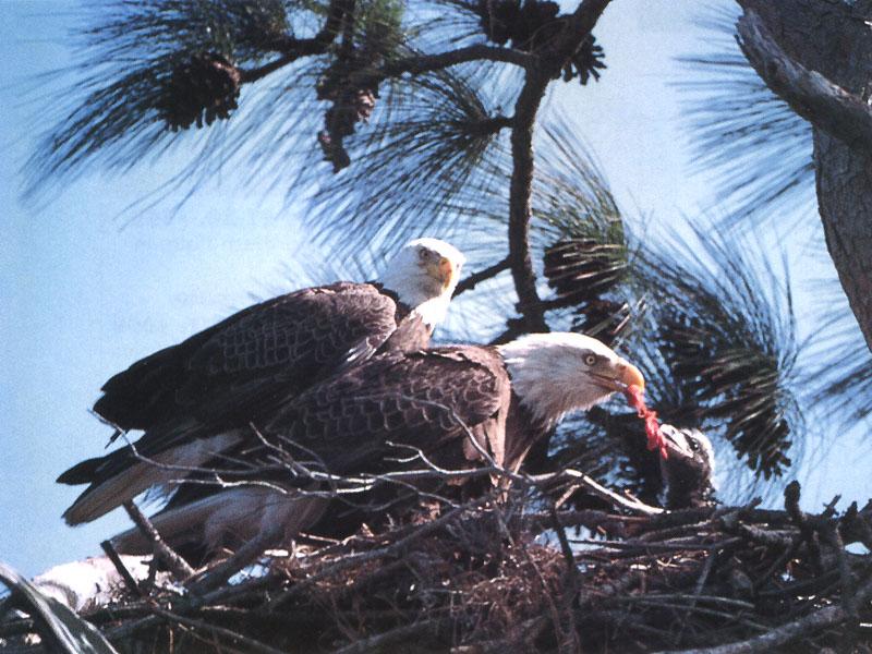 Bald Eagle 113-Parent Pair Nursing Chick-On nest.jpg