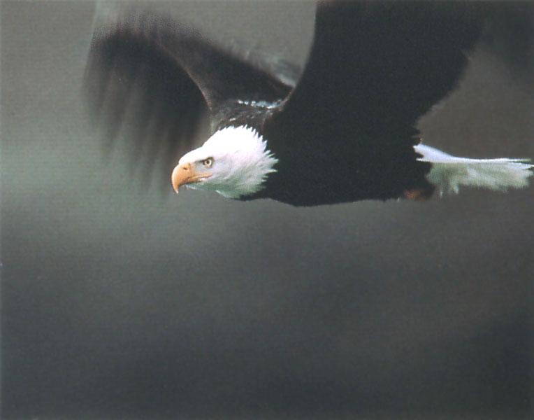 Bald Eagle 120-In flight.jpg