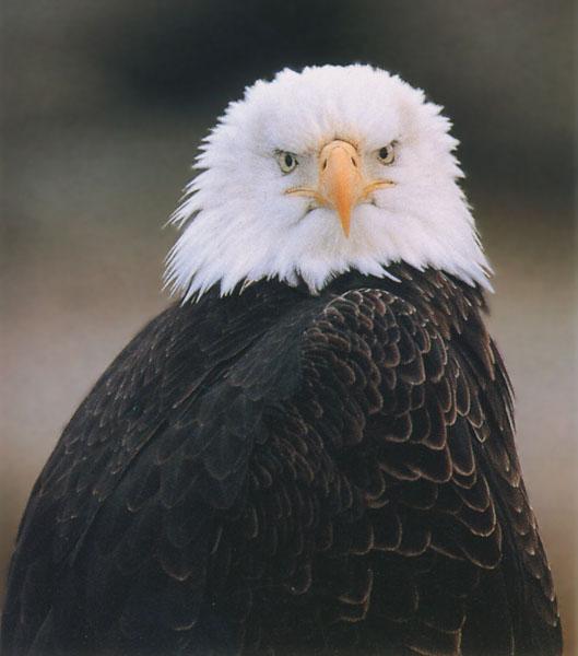 Bald Eagle 121-Portrait.jpg