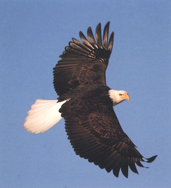 Bald Eagle 122-In Flight.jpg