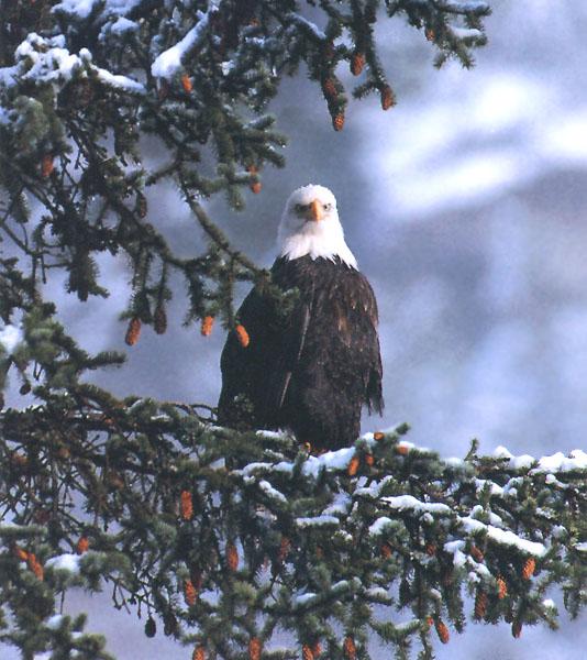 Bald Eagle 123-Perching on snow tree.jpg