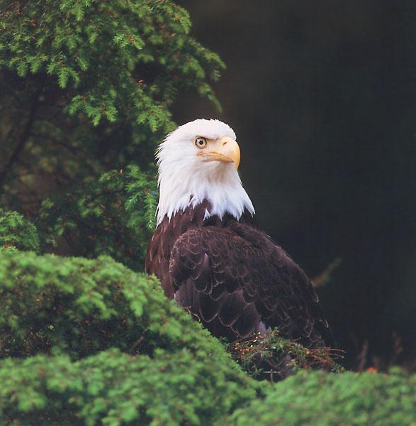 Bald Eagle 125-Sitting on nest.jpg