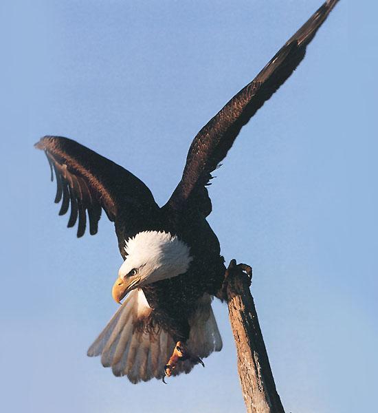 Bald Eagle 126-Hanging log tip.jpg