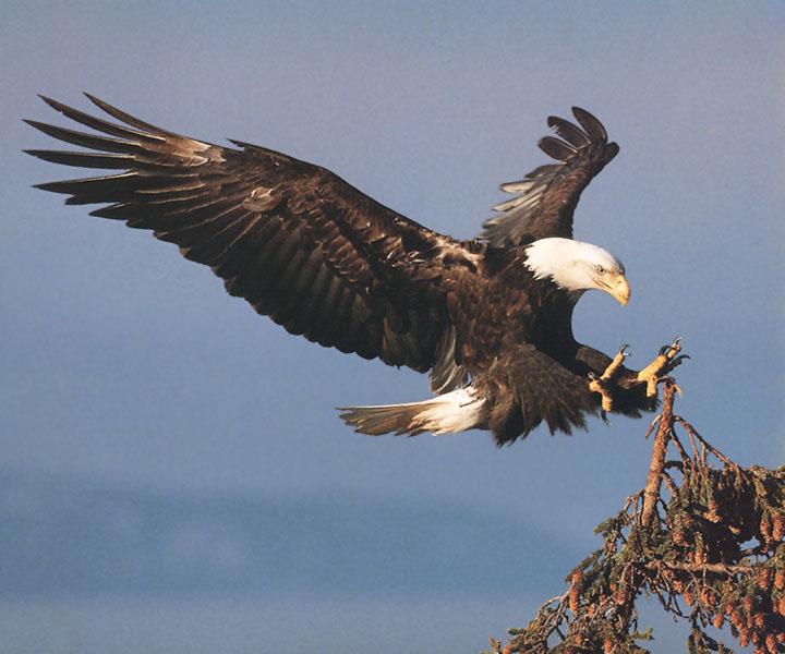 Bald Eagle 127-Landing down on tree.jpg