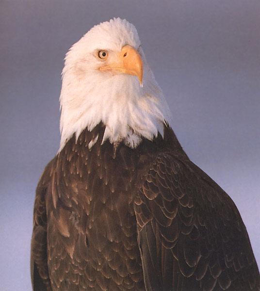 Bald Eagle 128-Portrait.jpg