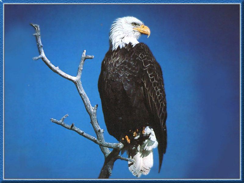Bald Eagle 12-On Old Tree.jpg