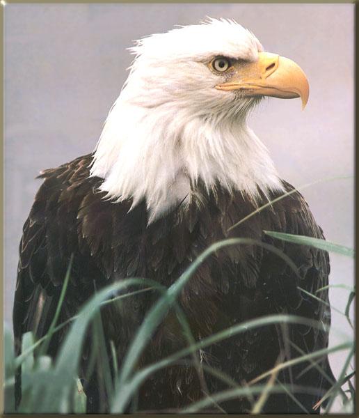 Bald Eagle 130-Closeup-In tall grassfield.JPG