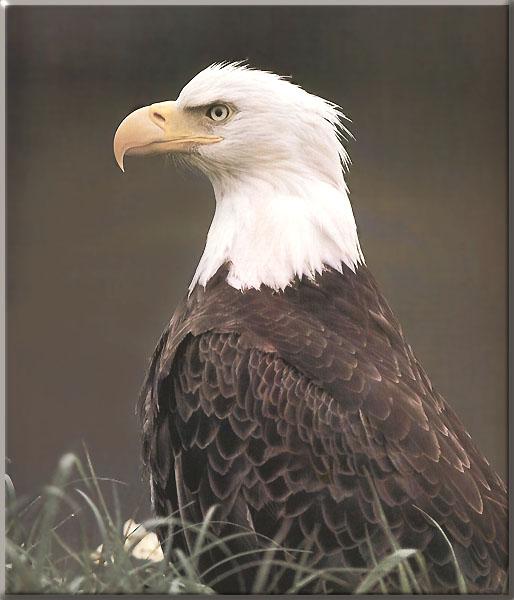 Bald Eagle 131-Closeup-on grassfield.JPG