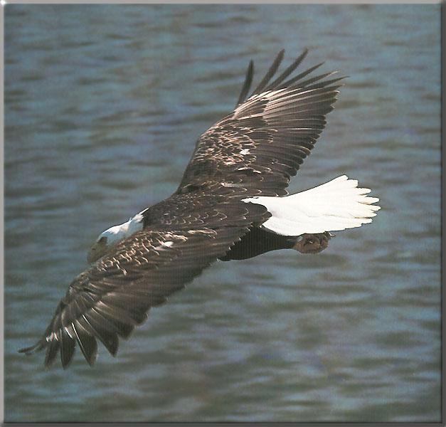 Bald Eagle 132-In flight on water.JPG