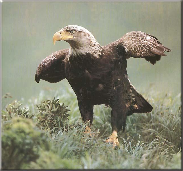 Bald Eagle 133-Jevenile on grassfield.JPG