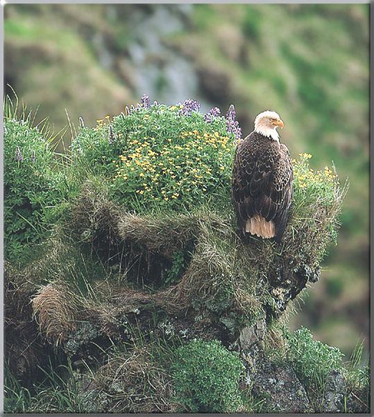 Bald Eagle 137-Perching on flowered small cliff-Rear View.JPG