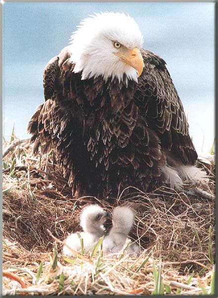 Bald Eagle 139-Mom nursing chicks on nest.JPG