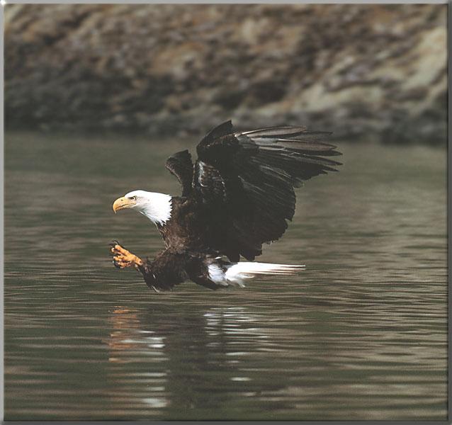 Bald Eagle 141-Catching moment on water.JPG