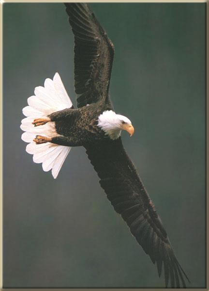 Bald Eagle 152-In flight.JPG